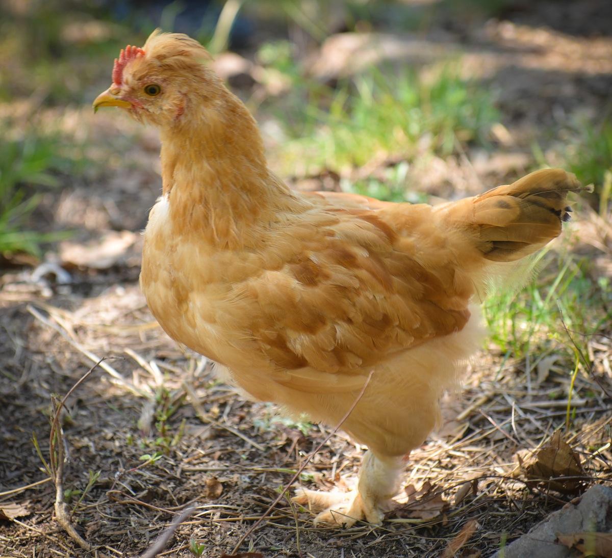 秋季肉鸡养殖技术要点