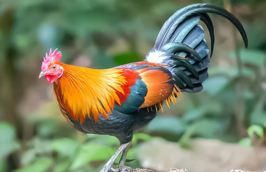 夏季蛋鸡的饲养管理