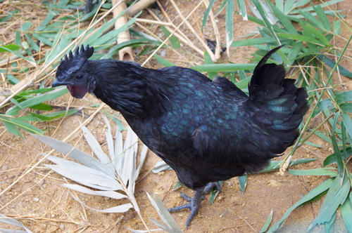  雏鸡的选择标准是什么?