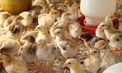 鸡蛋重量的调控技术