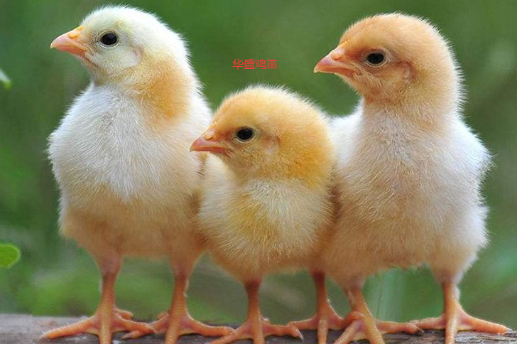 新生雏鸡注意事项