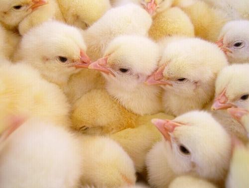 如何培养良好的鸡苗