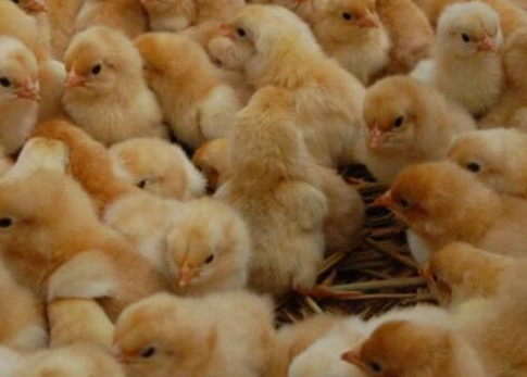  种公鸡的饲养管理技巧