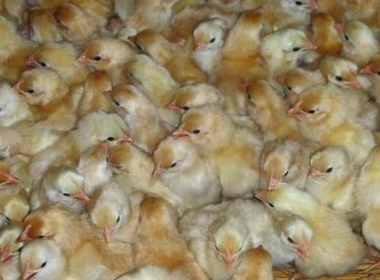 引起蛋壳变薄的因素