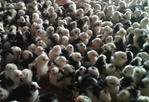 如何培养良好的鸡苗种鸡和鸡苗有什么区别??