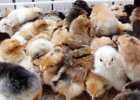 5000只鸡苗的育幼棚需要多大面积