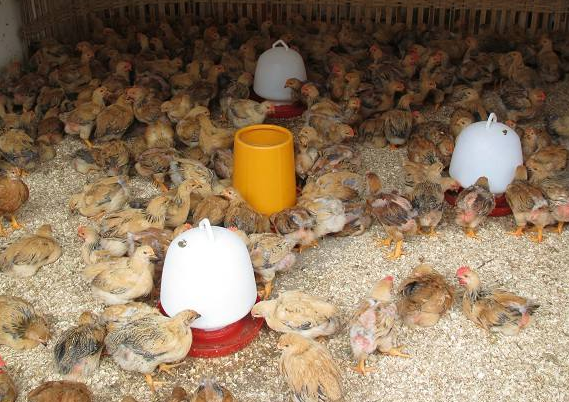 现在蛋鸡鸡苗一只大概成本多少