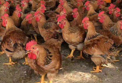 笨鸡苗养殖场如何提高鸡苗成活率