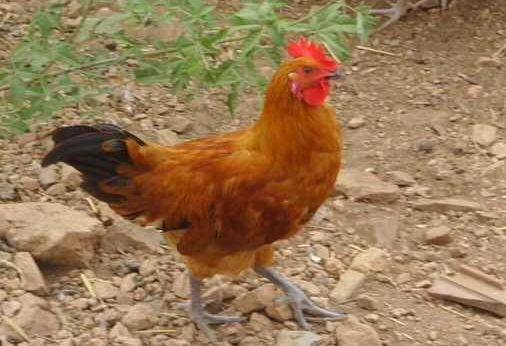 养殖场刚进了鸡苗需要注意什么事项