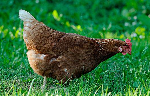 华盛孵化场厂家